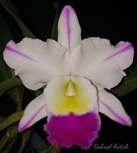 Rhyncholaeliocattleya Laura Bush