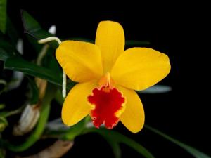 Cattleya Seagulls Beaulu Queen