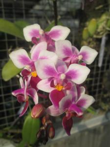 Phalaenopsis Be Tris