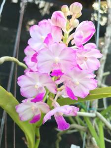 Vandachostylis Janice Allison