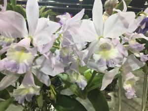 Cattleya Sea Breeze