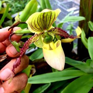 Paphiopedilum Shireen