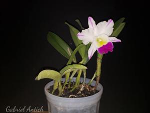 Rhyncholaeliocattleya Laura Bush