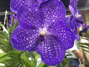 Vanda Sansai Blue