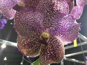 Vanda Brighton's Stardom