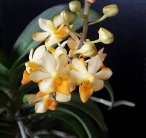 Vandaenopsis Pulcherrimin