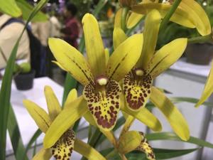 Cymbidium Lilliput