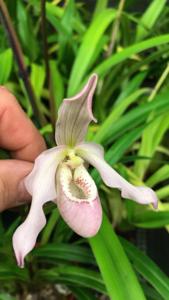 Phragmipedium Wössen