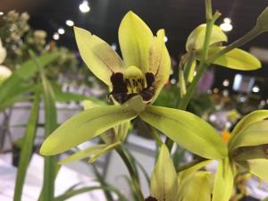 Cymbidium Valerie Absolonova