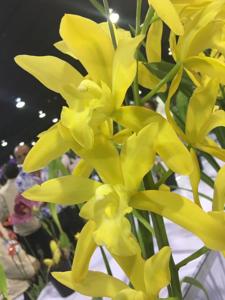 Cymbidium Golden Vanguard