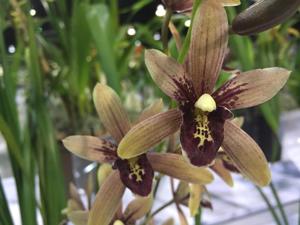 Cymbidium Baby Cakes