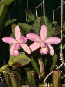 Cattleya Jairak Dolly