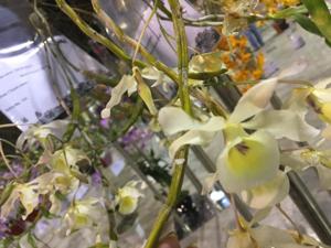 Dendrobium Meen Honey Drop