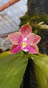 Phalaenopsis Jessie Lee