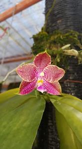 Phalaenopsis Jessie Lee