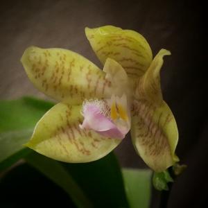 Phalaenopsis Kloog