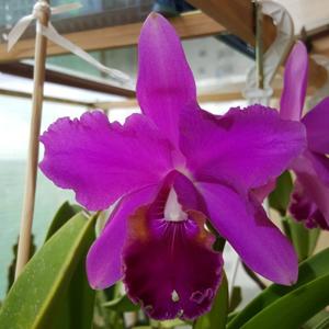 Cattleya Purple Queen