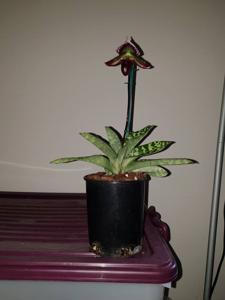 Paphiopedilum Jazz