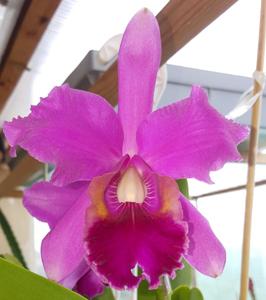 Cattleya Purple Queen