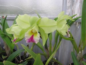 Rhyncholaeliocattleya Dewy Forest