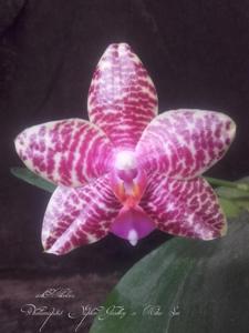 Phalaenopsis Good Son