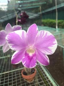 Dendrobium Queen Pink