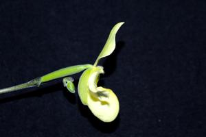 Paphiopedilum Struber Zwerg