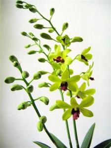 Dendrobium Thongchai Gold