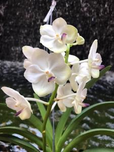 Vandachostylis Nong Kham