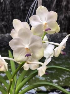 Vandachostylis Nong Kham