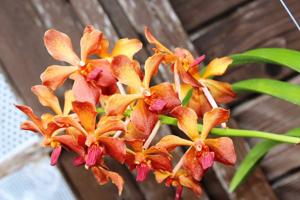 <i>Vanda</i> tessellata-Udomchai