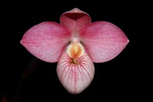 Phragmipedium Hanne Popow