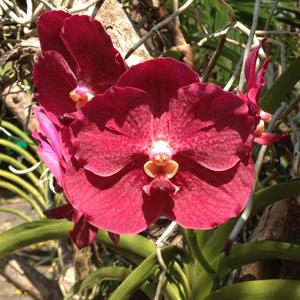 Vanda Red Maroon