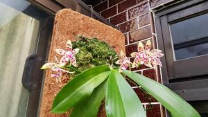 Phalaenopsis Li Sun High