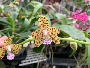 Phalaenopsis Little One