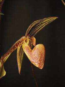 Paphiopedilum Johanna Burkhardt