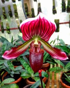 Paphiopedilum Maudiae