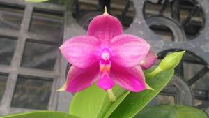 Phalaenopsis Lyndon Red Phoenix