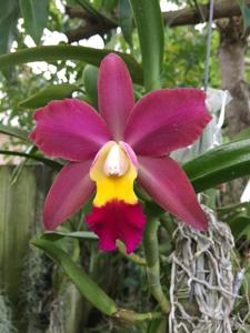 Rhyncholaeliocattleya Jose's Gem