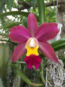 Rhyncholaeliocattleya Jose's Gem