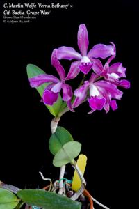 Cattlianthe Martin Wolfe-Bactia