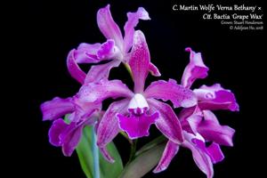 Cattlianthe Martin Wolfe-Bactia