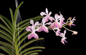 Vanda Jill Walker