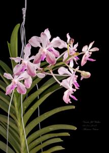 Vanda Jill Walker