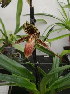 Paphiopedilum Wayne Booth