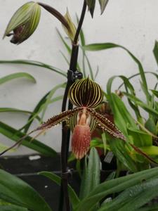 Paphiopedilum Wayne Booth