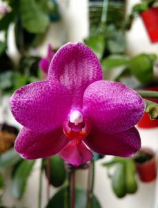 Phalaenopsis Sogo Grape