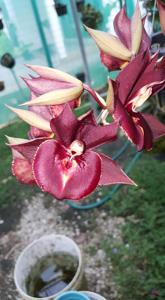 Catasetum Greg Scott