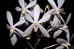 Vanda White Crane