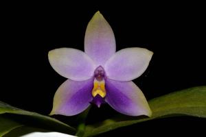 Phalaenopsis Samera